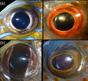 fish eyes